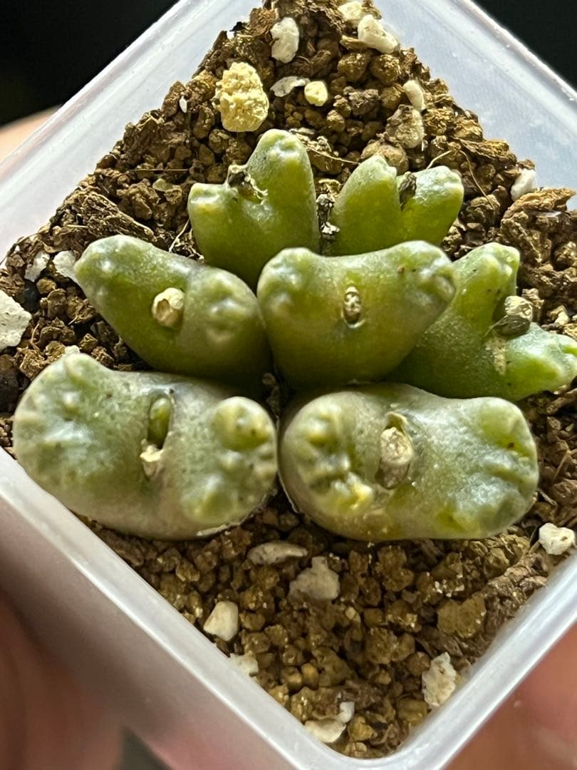 コノフィツム　ヤンギー　ポットごと