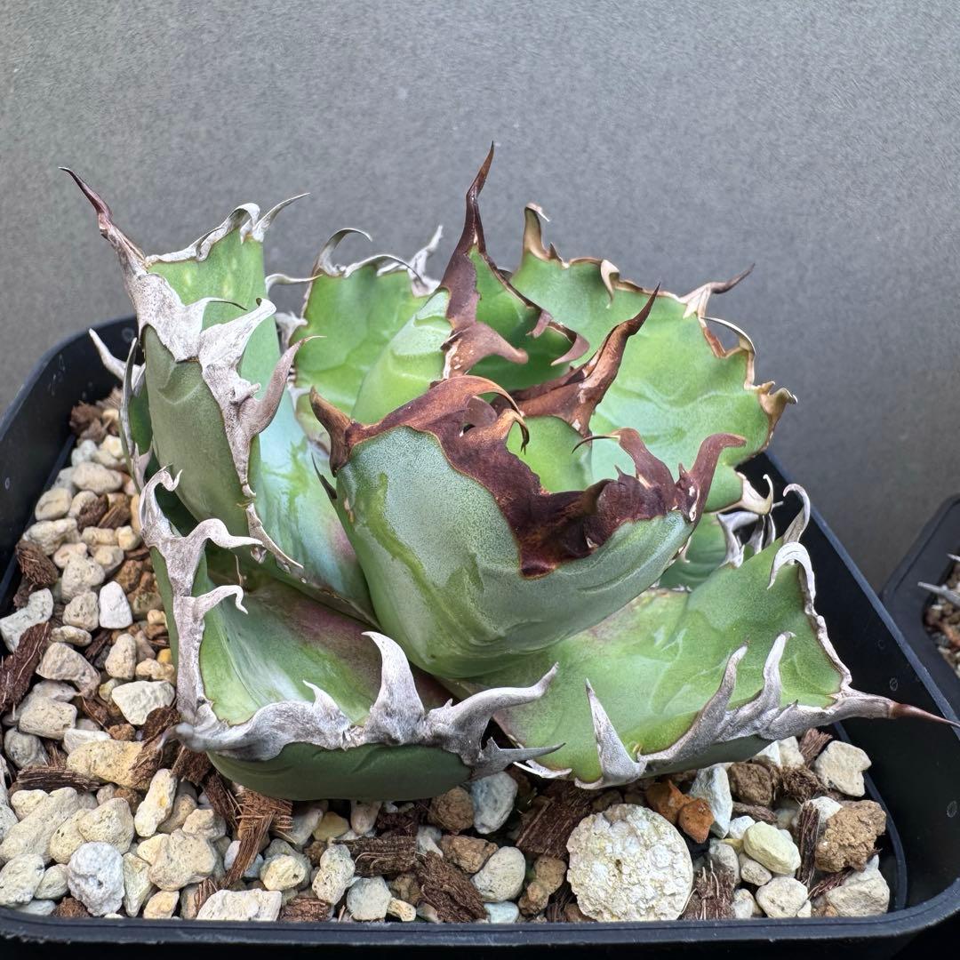 牛乳植物　カーリー　迦梨女神　子株活着済