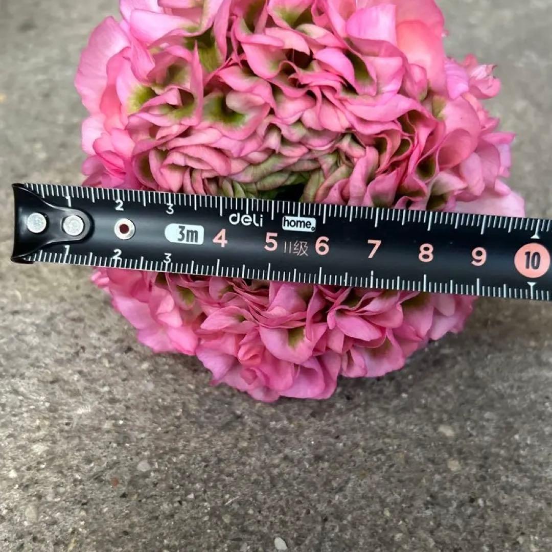 ラナンキュラスポンポン苗　ピンク　1鉢