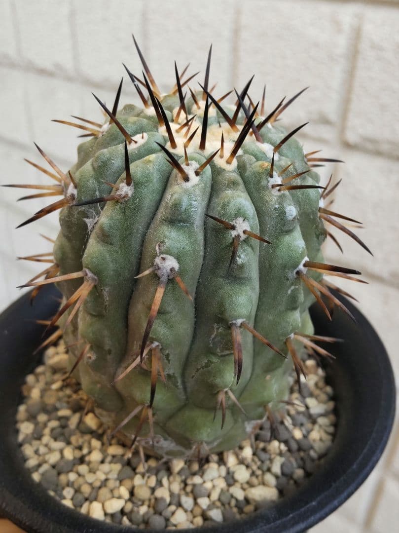 実生株！黒王丸 コピアポア シネレア