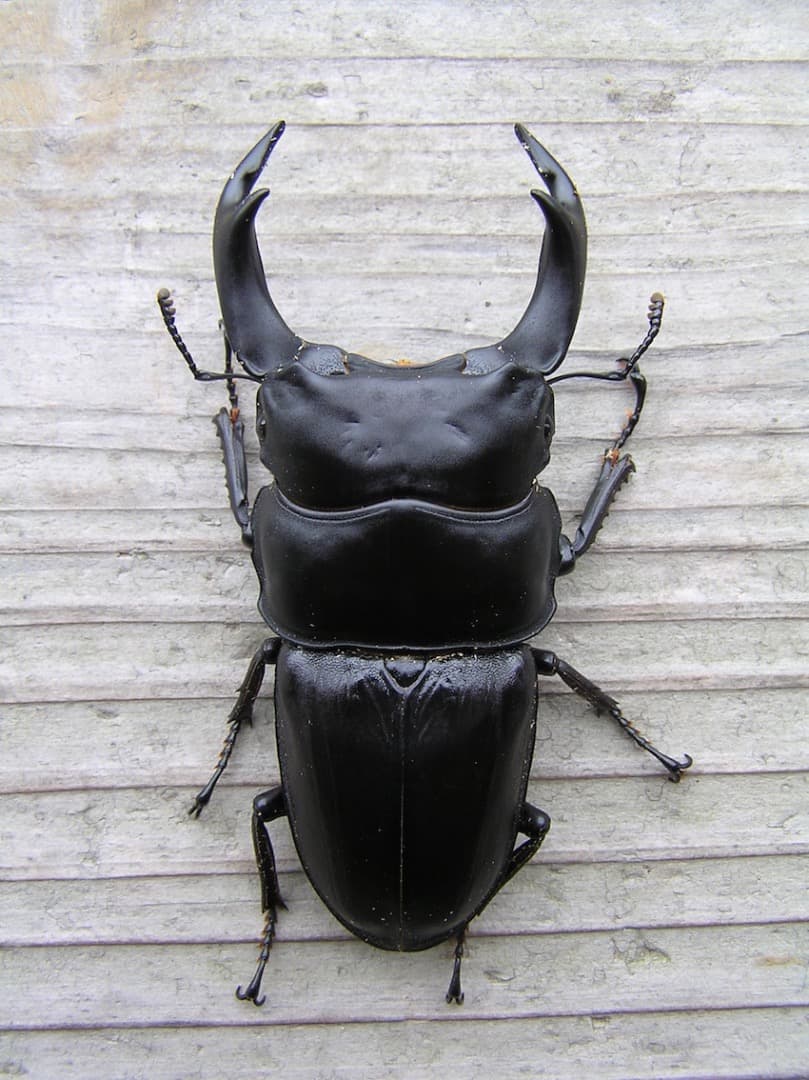 大型・美形クワガタ飼育用　BREED菌糸ビン　1500ml　18本セット／菌糸瓶