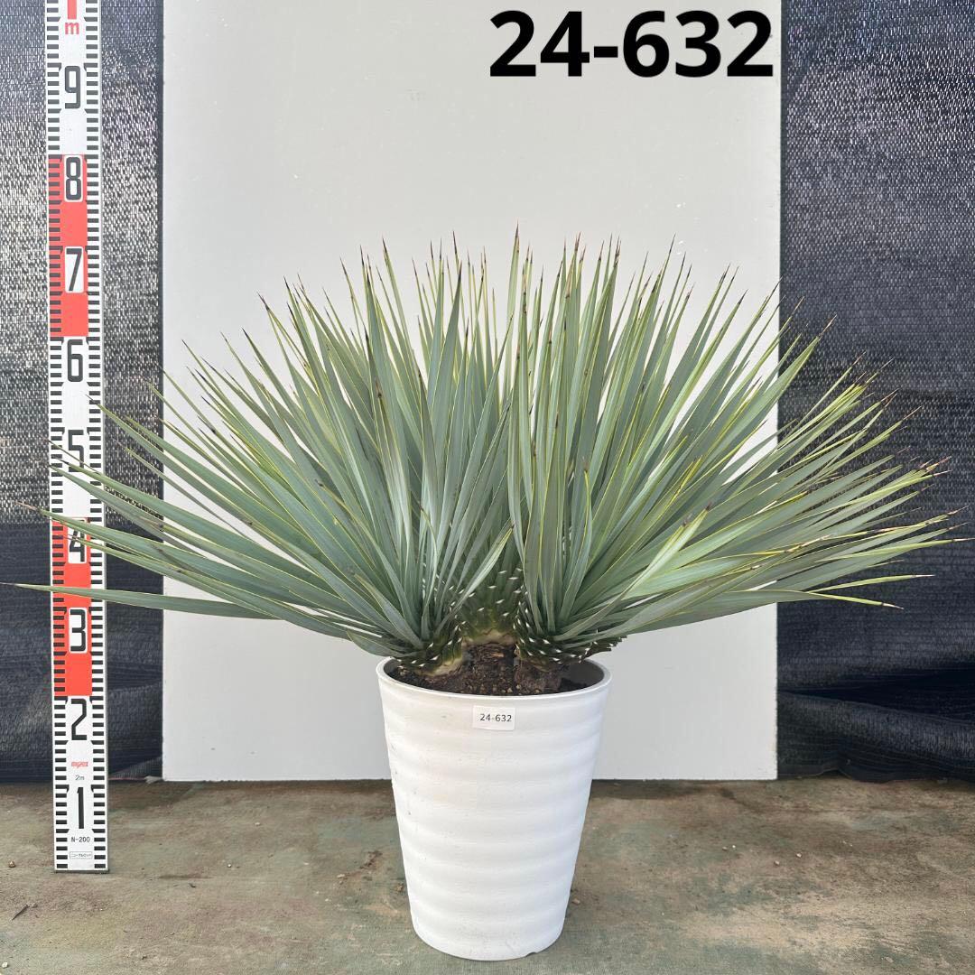 ユッカ　ロストラータ【24-632】4頭株