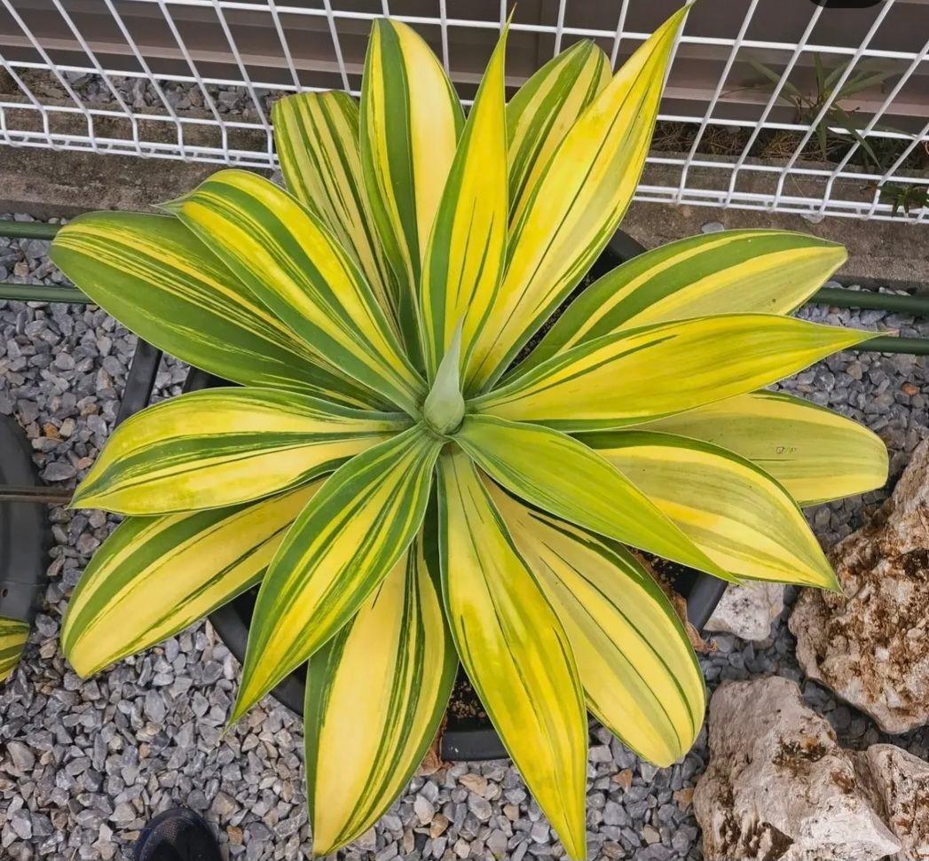 アテナータ　翡翠盤　子株