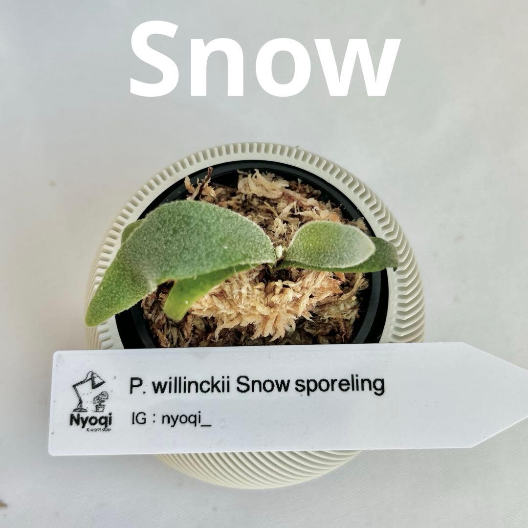 【メルカリ便】P. Willinckii (spore) 【70】