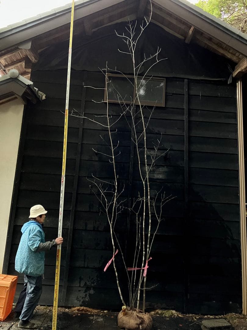 山採り　アオダモ　コバノガマズミ　混合株