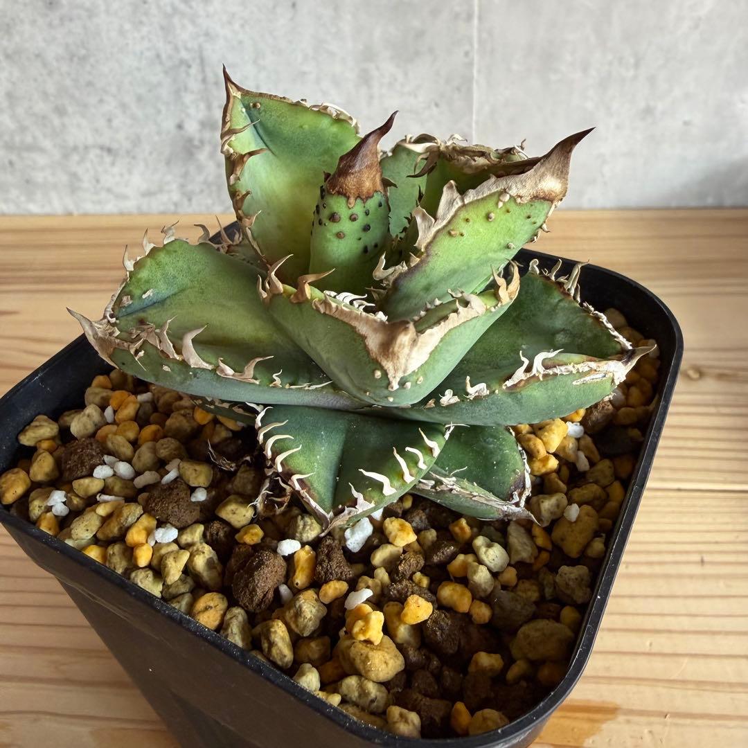 アガベ　チタノタ　冰雹