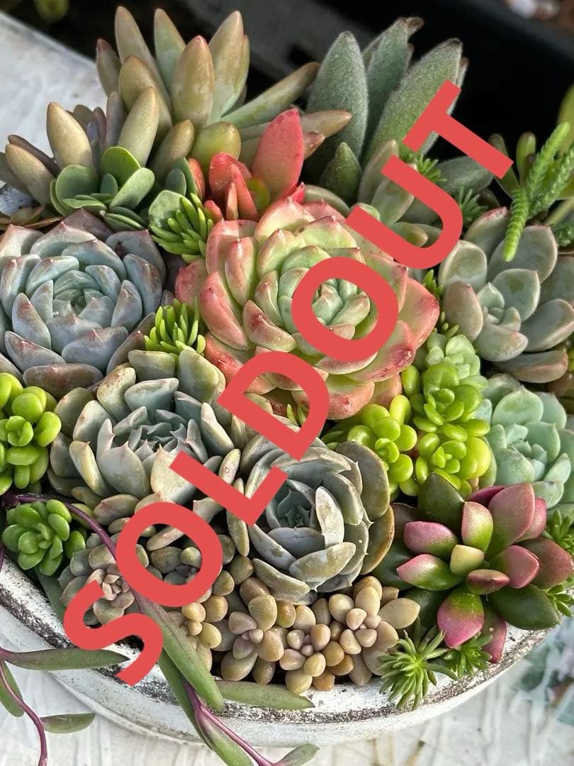 多肉植物 ☆リメ鉢寄せ植え