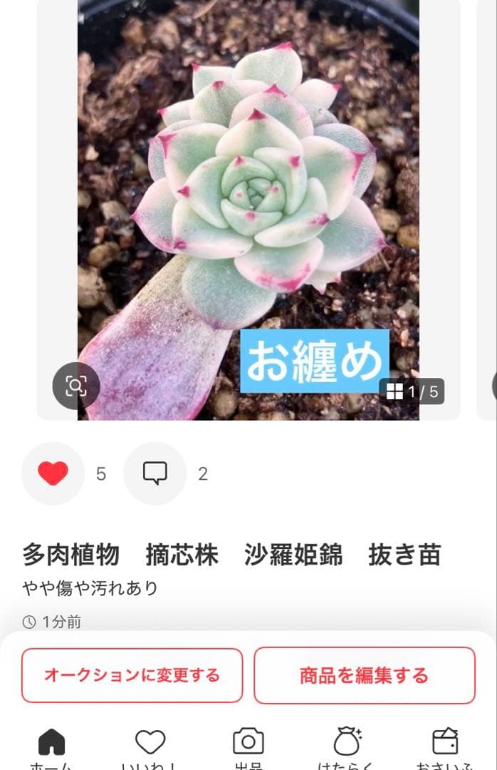 ジョアンダニエル錦　微根&ノーブルレッド錦&沙羅姫錦&エンシノ錦&フローレンス錦