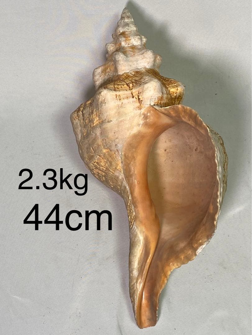 1427❣️ 特大法螺貝　ホラガイ　ダイオウイトマキボラ貝