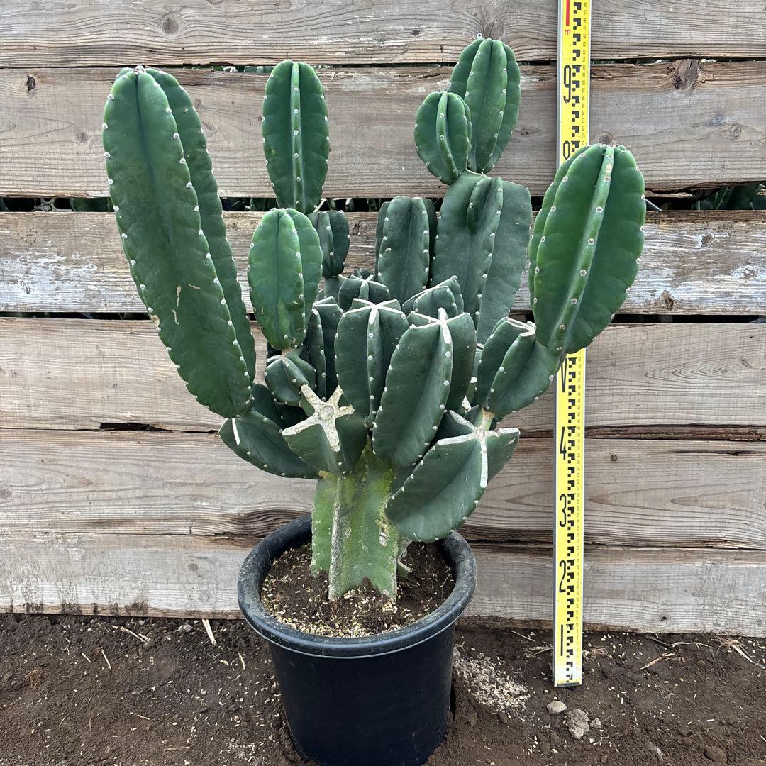 越冬済　柱サボテン　鬼面角　発根　ウチワサボテン　ドライガーデン　ブランチ　蘇轍