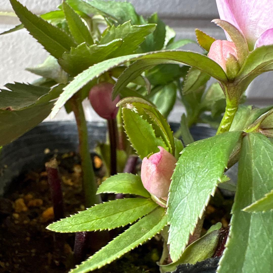 横山園芸　クリスマスローズ　ベビードール　ピコティー　ポットごと発送　蕾付き