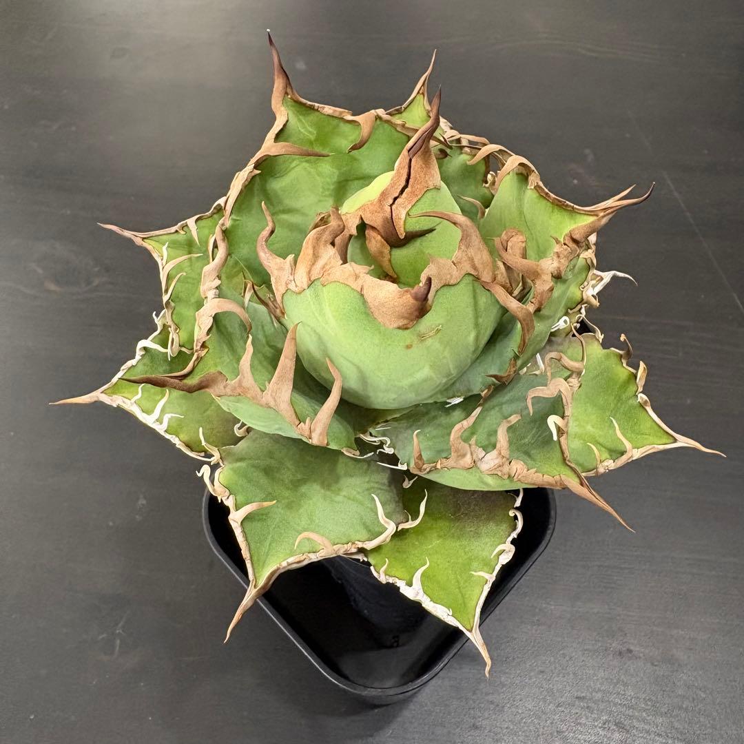 アガベ チタノタ 凱撒 シーザー Caesar③