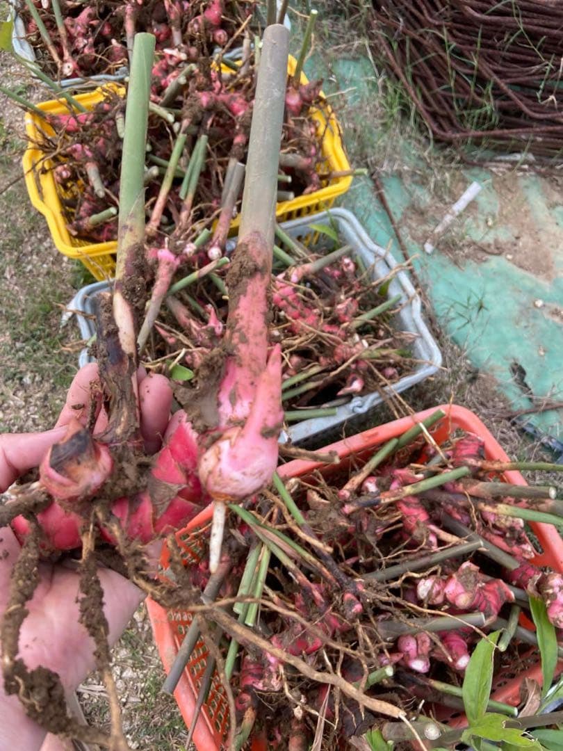 採れたてガランガル苗3kg約