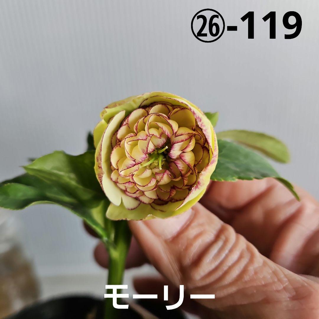 mamo様ご購入苗㉖-119クリスマスローズ