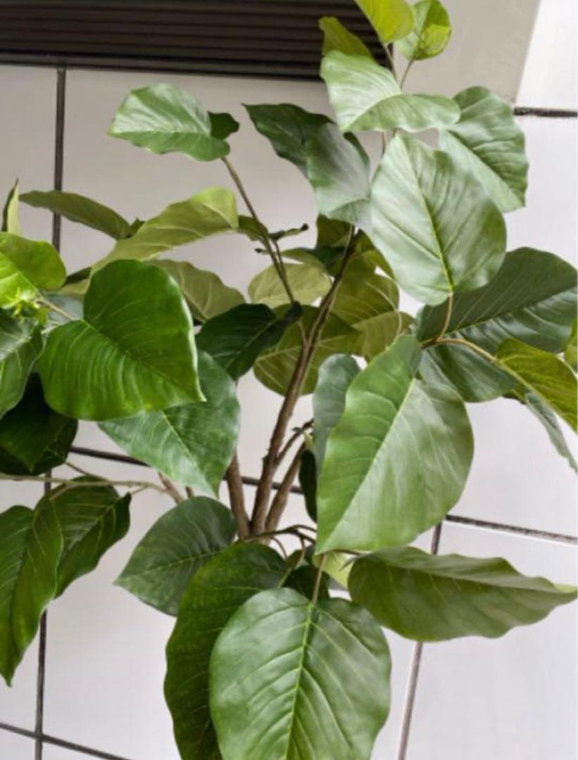 光触媒　人工観葉植物　ウォールグリーン　フェイクグリーン　ウンベラータ200@