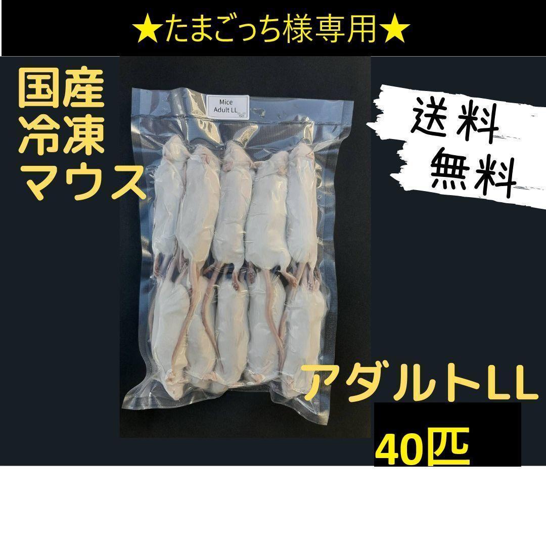 たまごっち　国産冷凍マウスアダルトLL40匹
