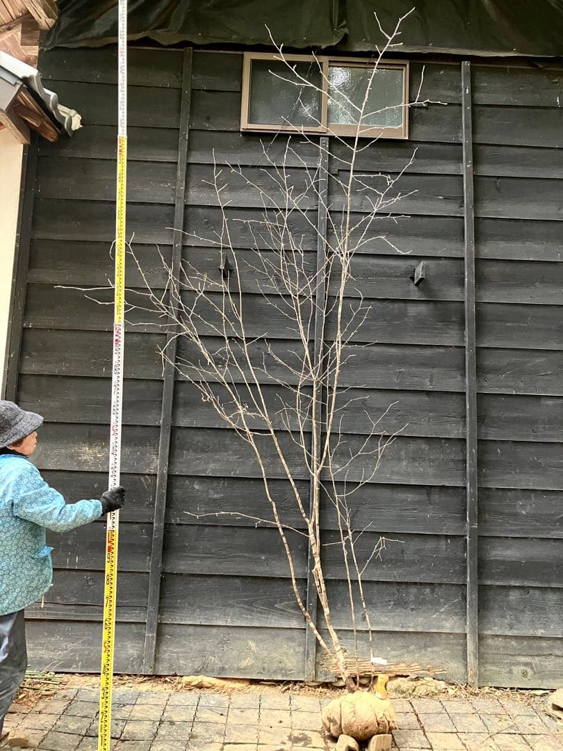 10 山採り　ヤマザクラ