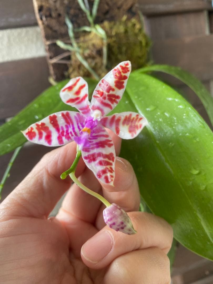 花終わり　胡蝶蘭原種　ファレノプシス　マリアエ　自然種