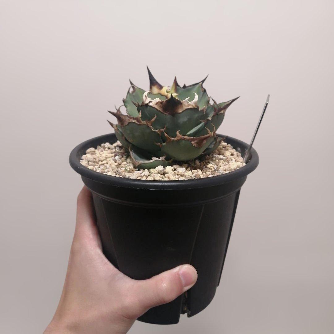 アガベチタノタ　トリケラトプス