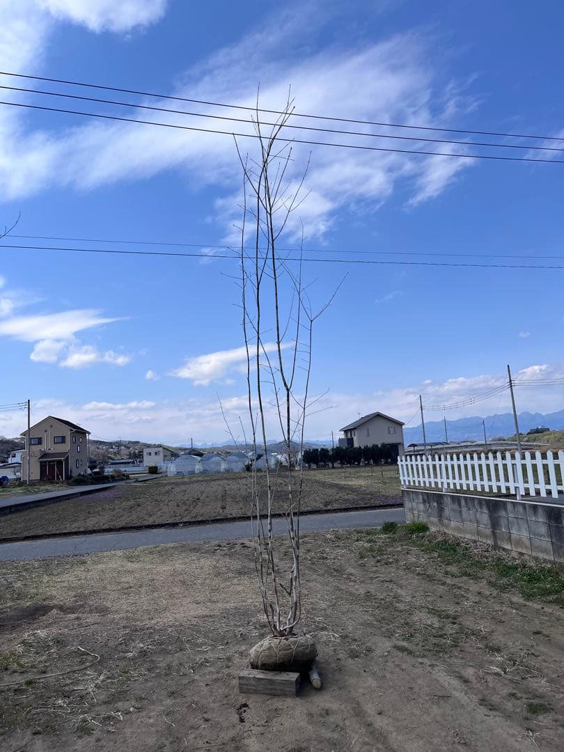 山採り アオダモ 自然樹形 雑木