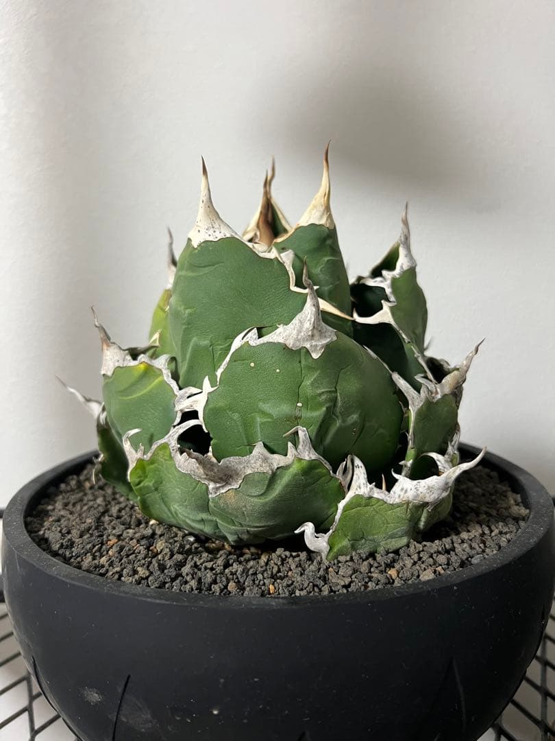 大幅値下げ！アガベ　白鯨　大株　コレクション株　鉢プレゼント