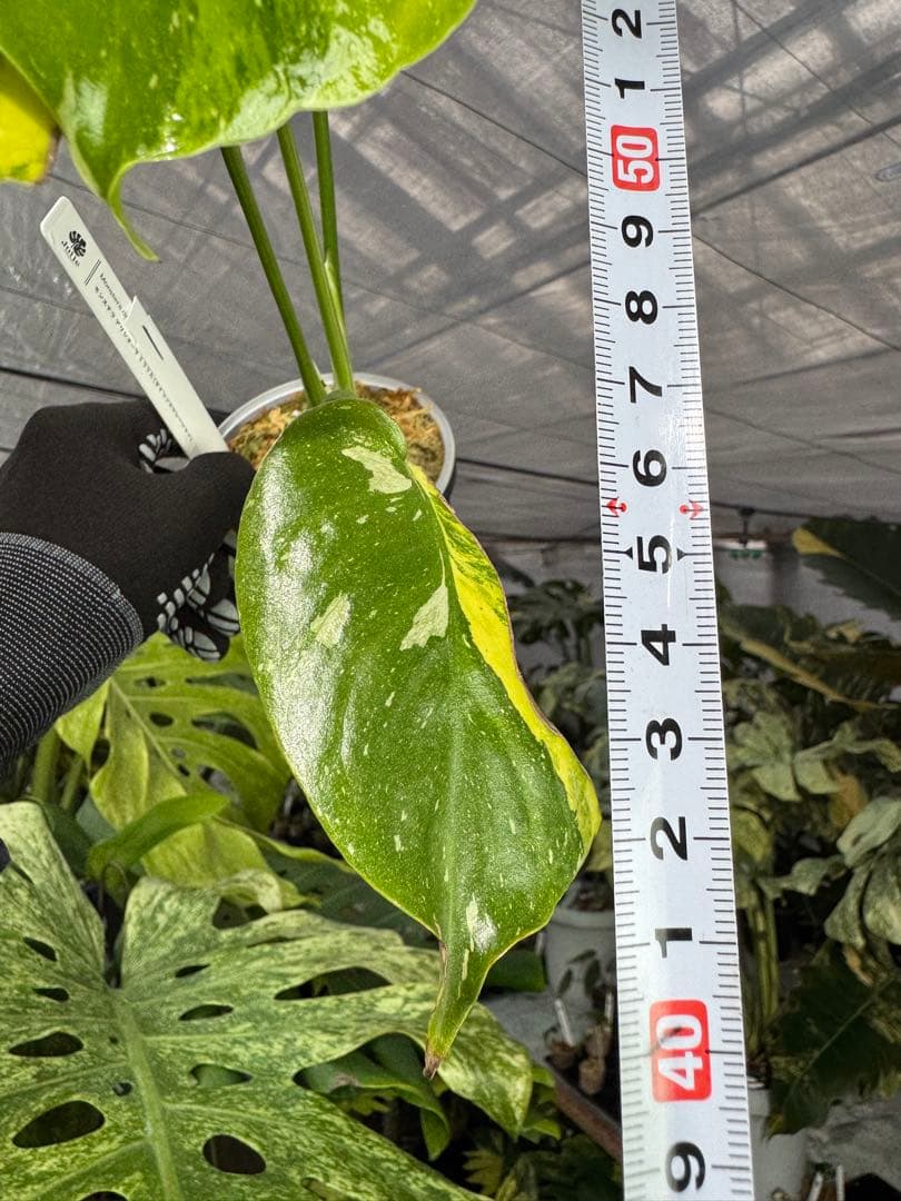 1モンステラ　タイコンステレーション　ミラクル　斑入り