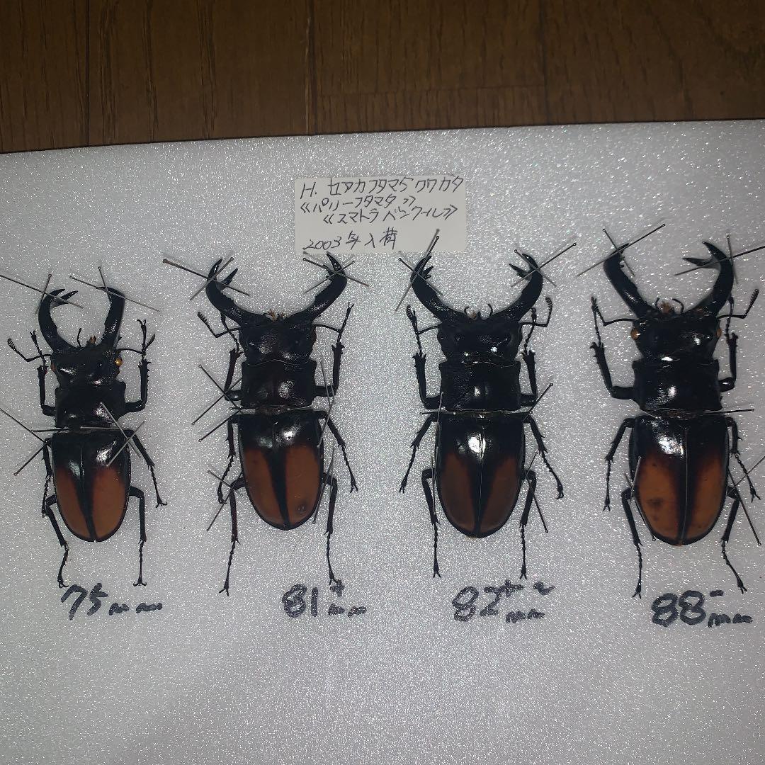 H.セアカ(パリー)フタマタクワガタ4体セット野外品75〜88㍉