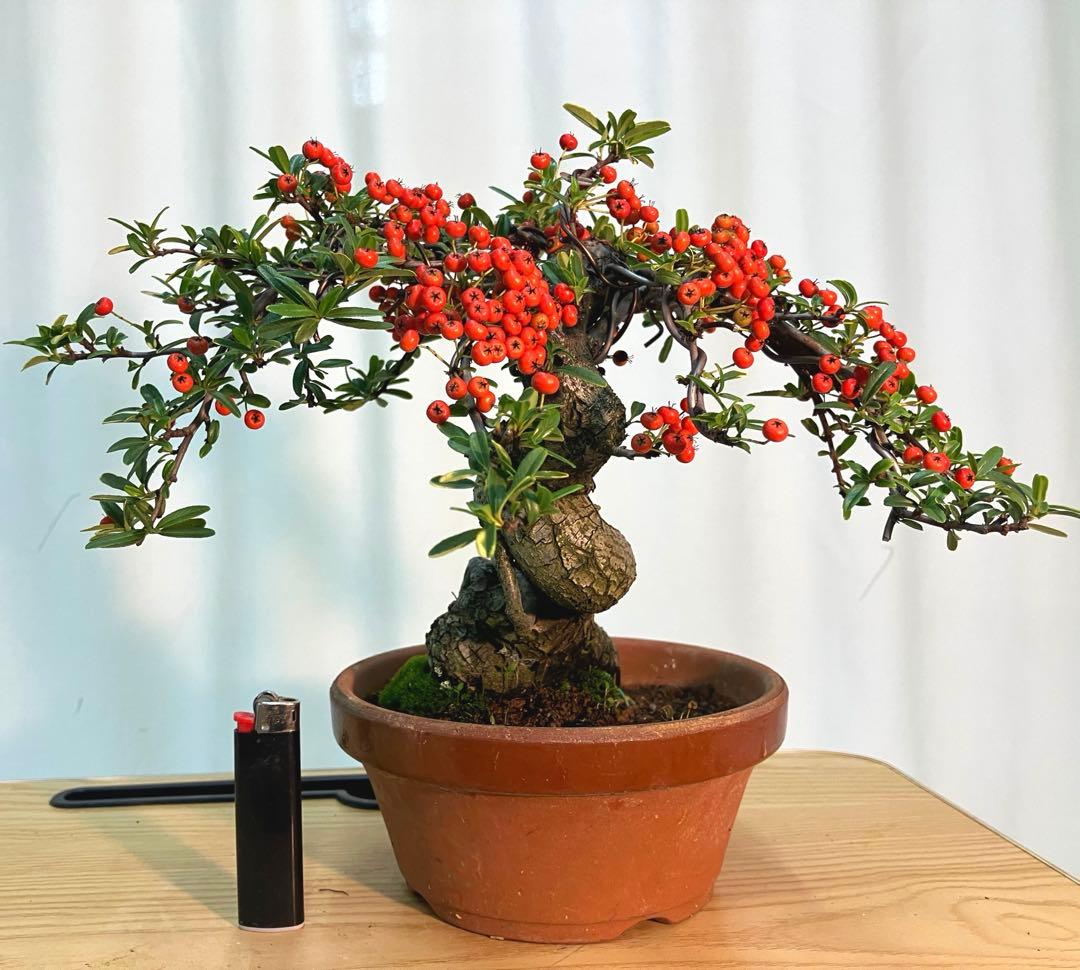 ピラカンサ　実いっぱいなってます