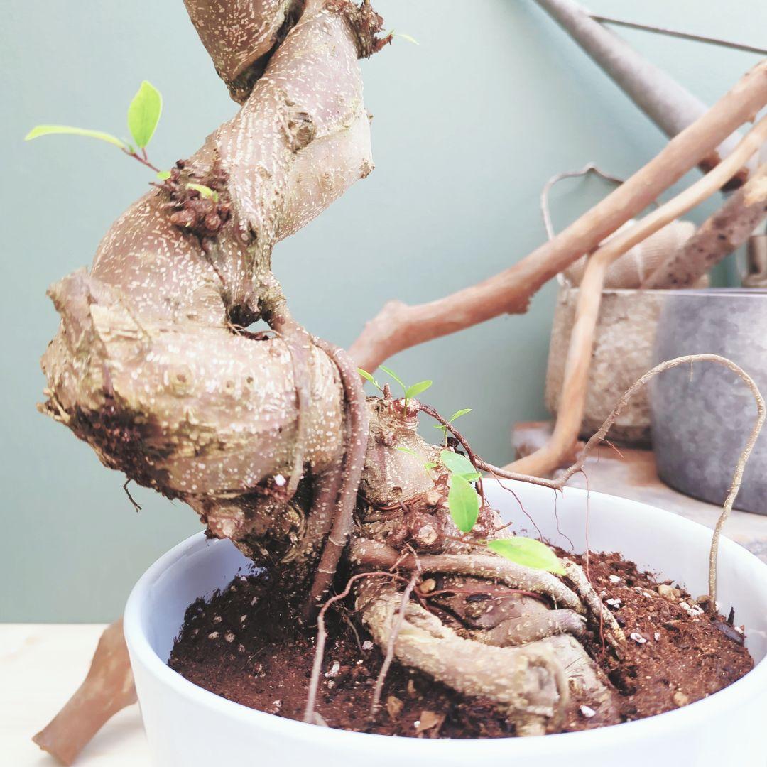 やっちゃん (現品)ガジュマル曲がり 昇り龍 ８号 太幹 曲線