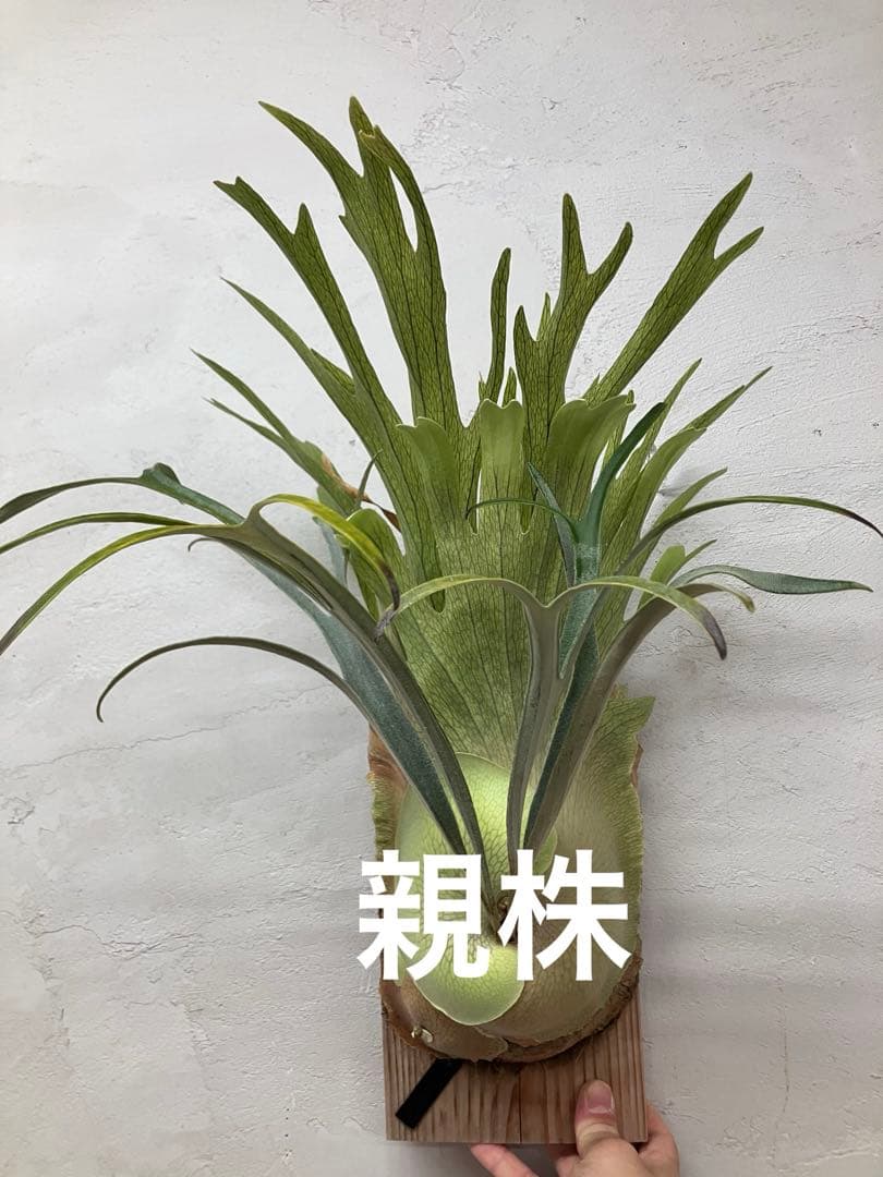 ビカクシダ　キヨヒメ　トキントキン　清姫　kiyohime 子株　コルク付け