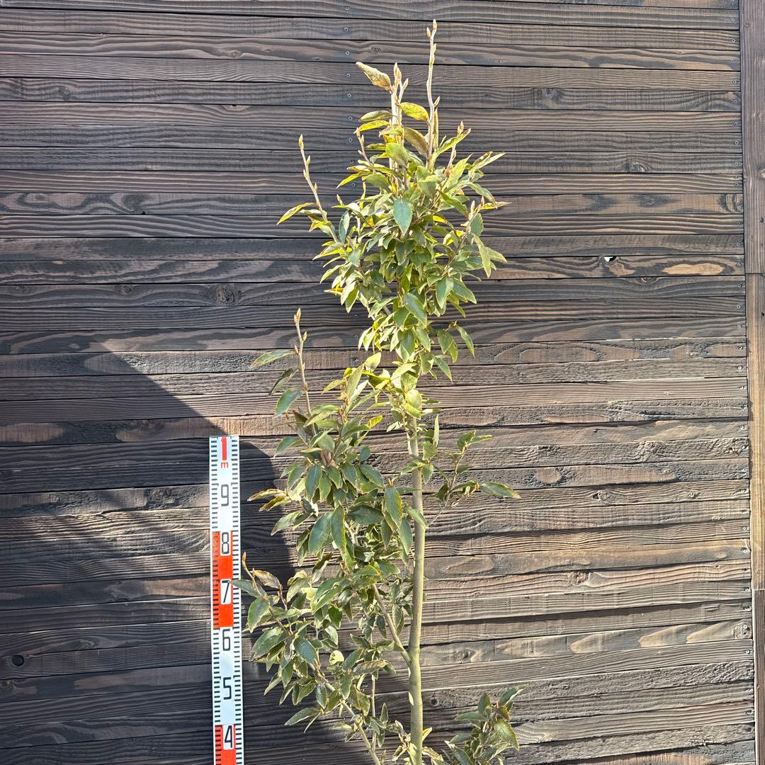 ヤマコウバシ/良形株【現品発送】管理70763