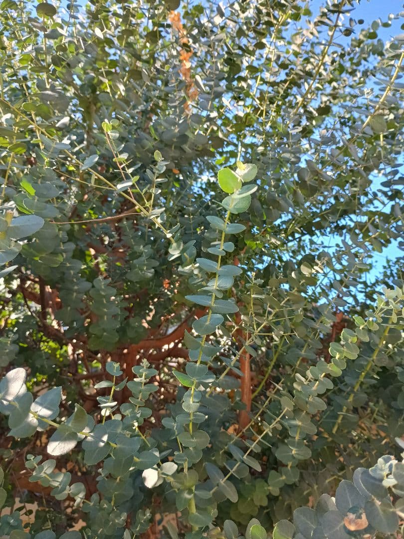 ユーカリグニー　切り枝　ネコポス箱いっぱい