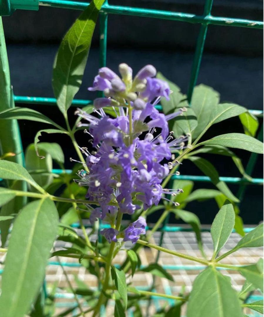 セイヨウニンジンボク苗　B