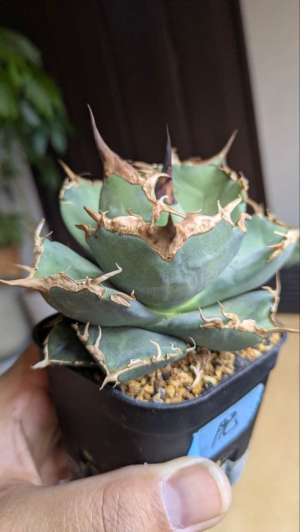 【選抜】アガベ　肥　ikoriさん選抜　チタノタ　オテロイ　検)実生　ノーネーム