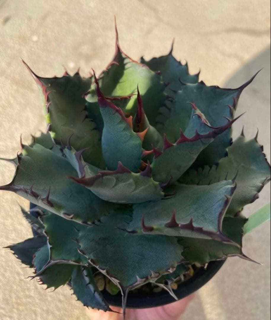 アガベ　ハイブリッド　コンフェデレートローズ×チタノタ Dennis産