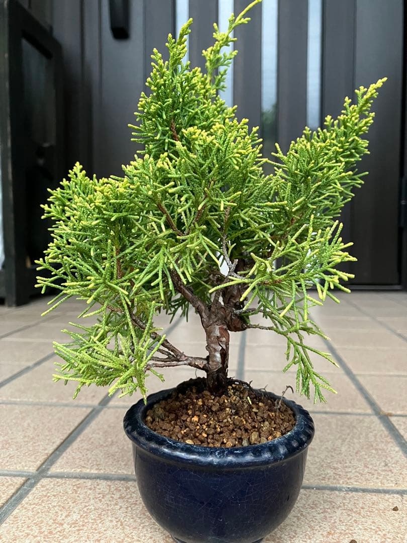 小品盆栽　黄金真柏と極太赤松の2鉢セット　優良素材　ジン舎利等、大幅値下げ