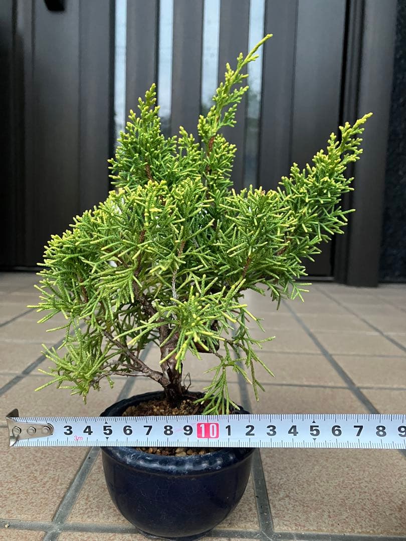 小品盆栽　黄金真柏と極太赤松の2鉢セット　優良素材　ジン舎利等、大幅値下げ