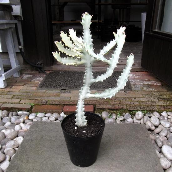 のぶまる　現物ホワイトゴースト ６号＆チランジア・ヒューストン＆カレックス