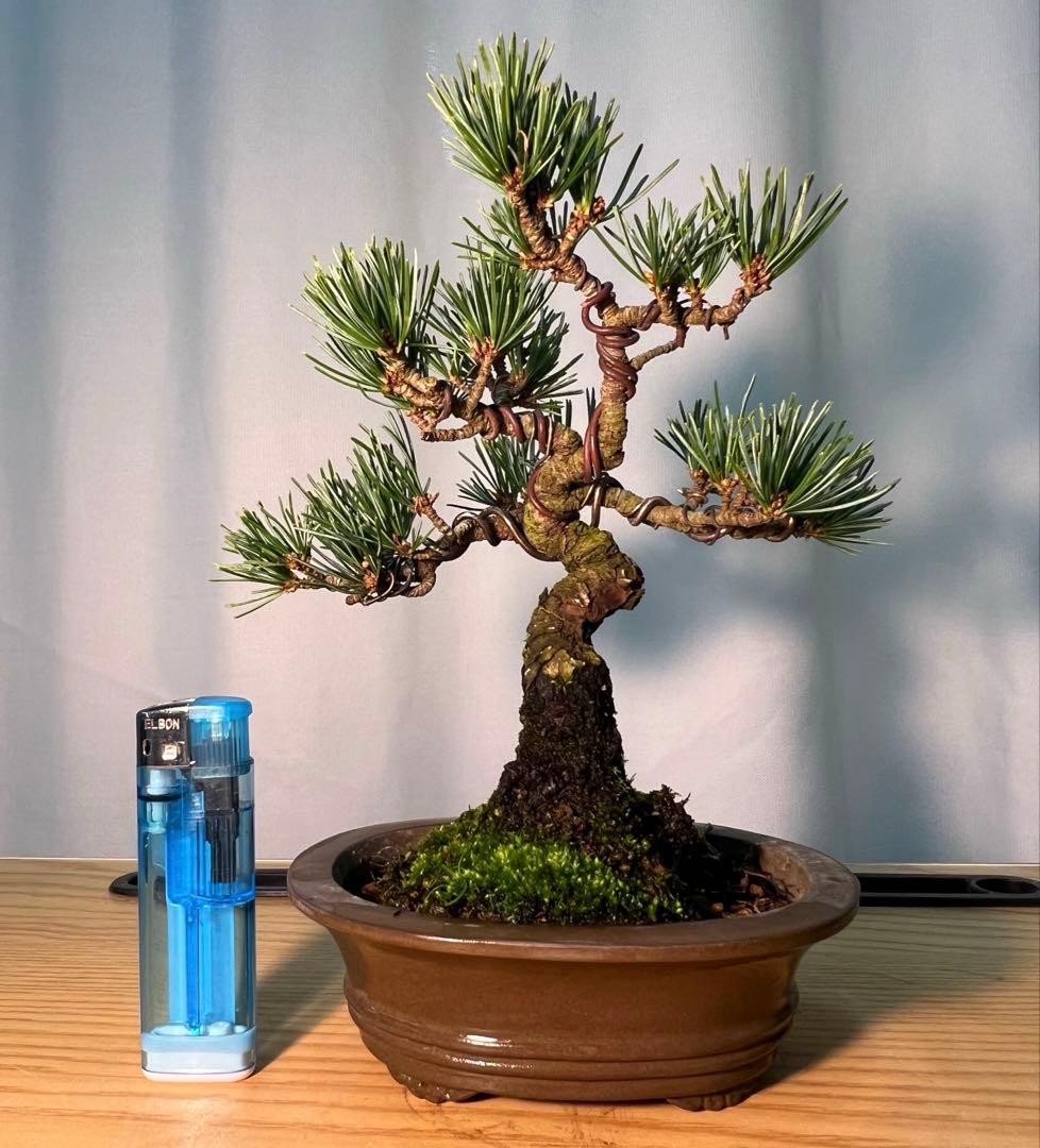 五葉松　小さくてコケ順いいです