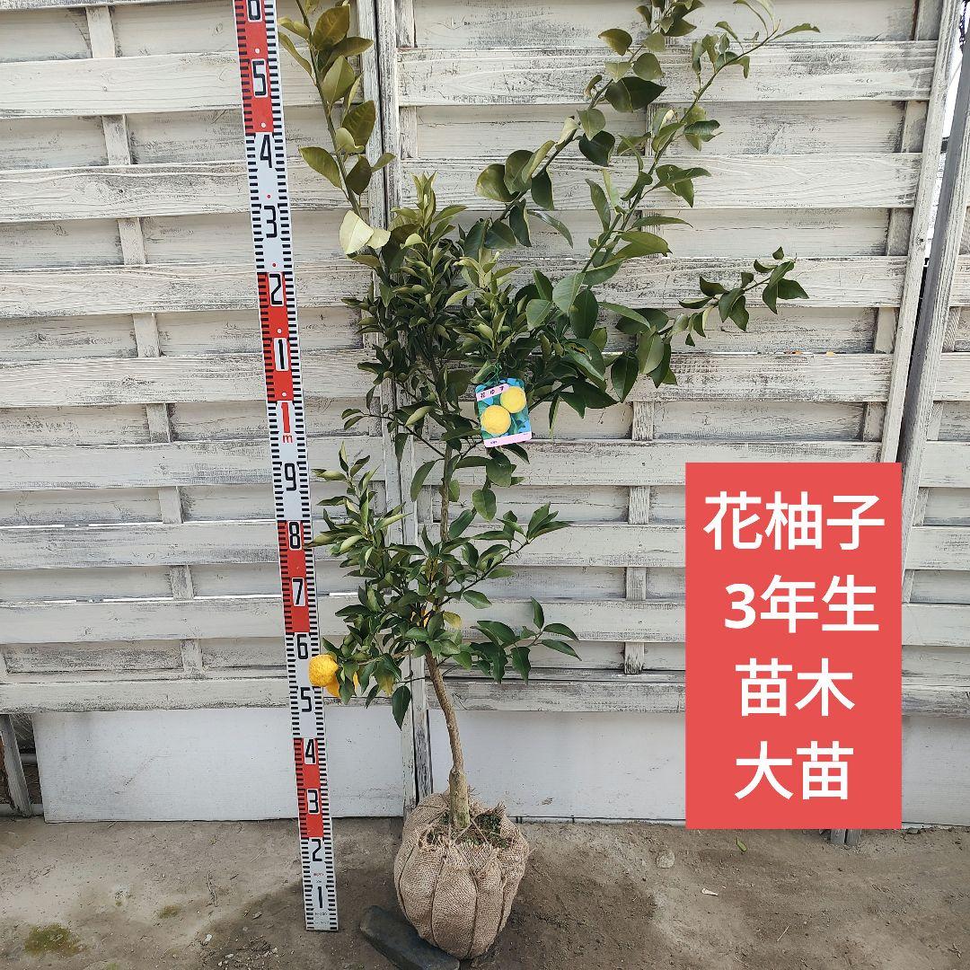 花柚子 3年生 大苗 実つき