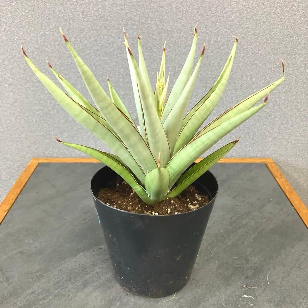 超絶希少❗️サンスベリア　フローズンスローン　\"Frozen thron\"✨