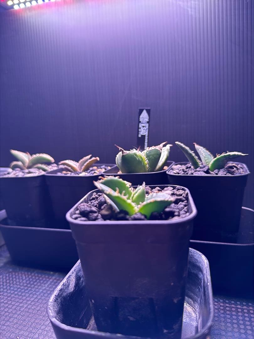 タ*カ様 2026 初売り アガベ オテロイ実生 等 No.4