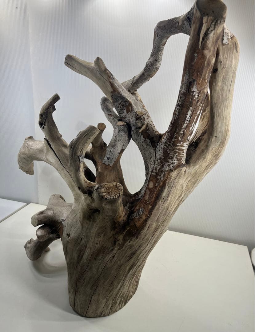 W21特大流木 アク抜き済み流木 爬虫類シェルター 止まり木 バードアスレチック