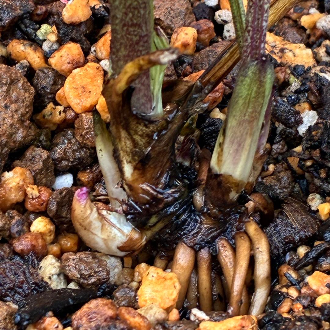 も*子様 3419 ☘️ラスト2☘️花、タグ付☘️⭐️ベビードール⭐️超小輪⭐️