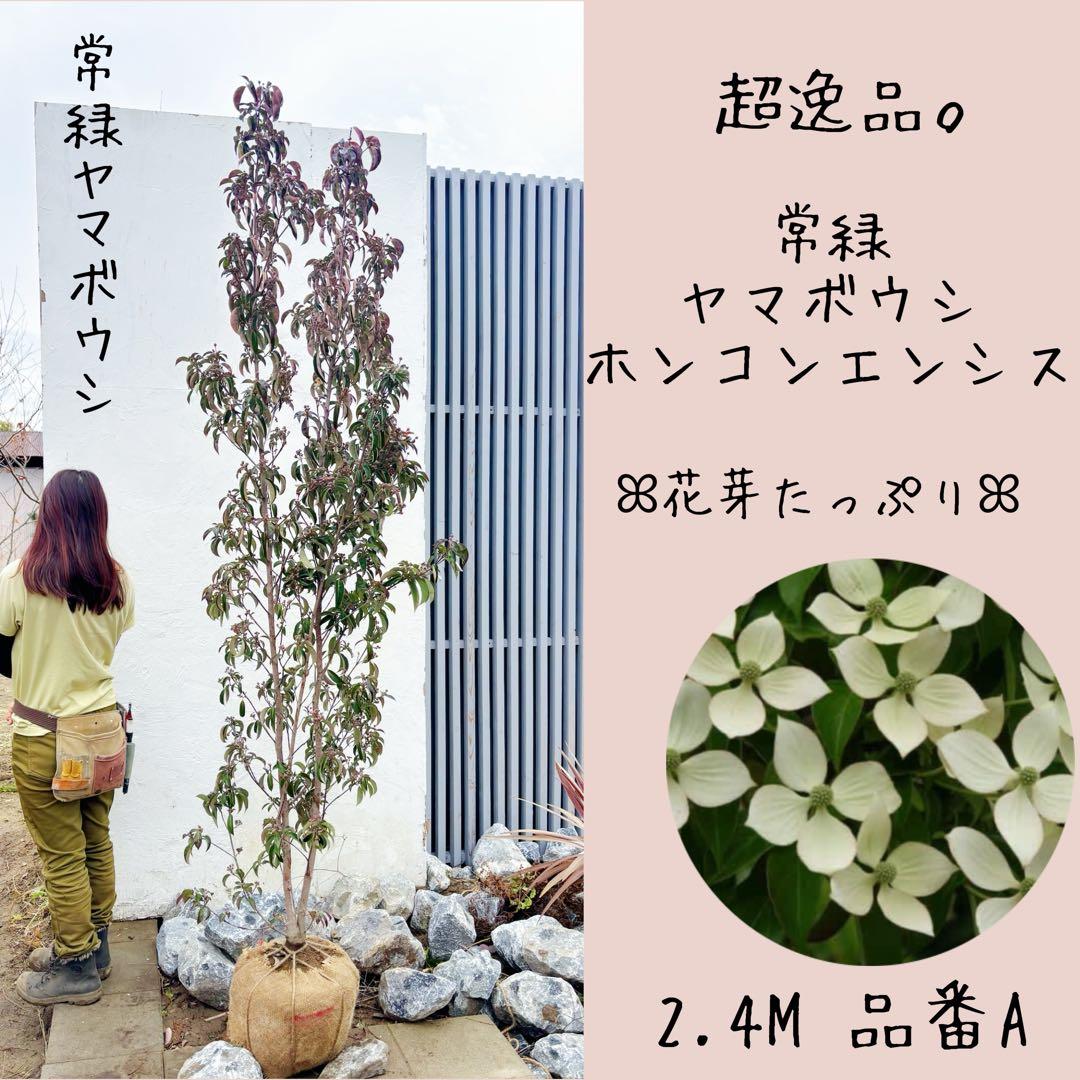 超逸品。常緑ヤマボウシ ホンコンエンシス2.4M(鉢底から)品番A