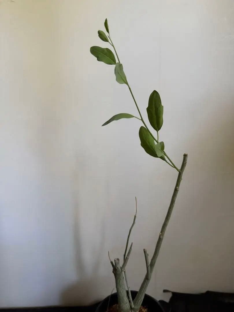 アデニア　ペチュエリー　実生　自根株