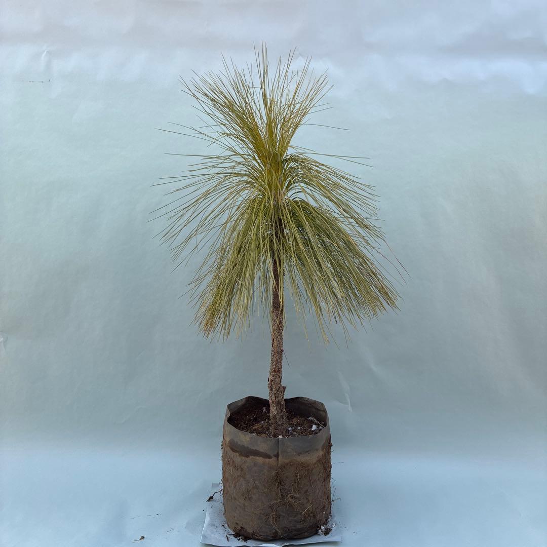 ダイオウショウ