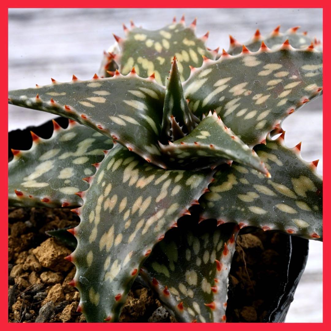 アロエ 美苗 ブラックペッパー Black pepper 多肉植物 レア