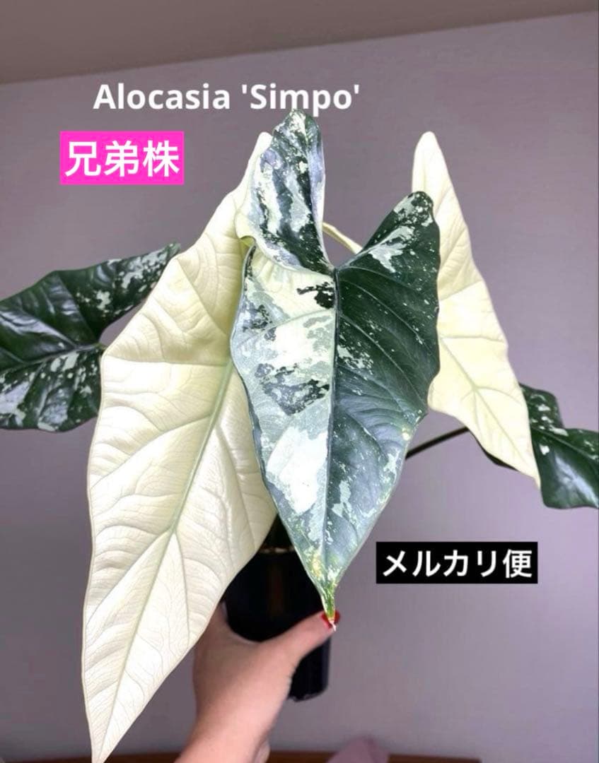 七*草様 【超希少‼️美株✨】アロカシア　シンポ　アルボ　斑入り　白斑　レア　人