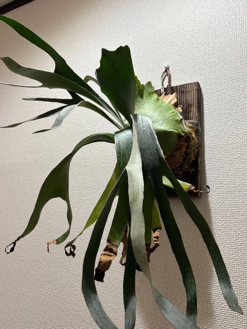 ビカクシダ P.FSQ vp#2 DeLaRocha